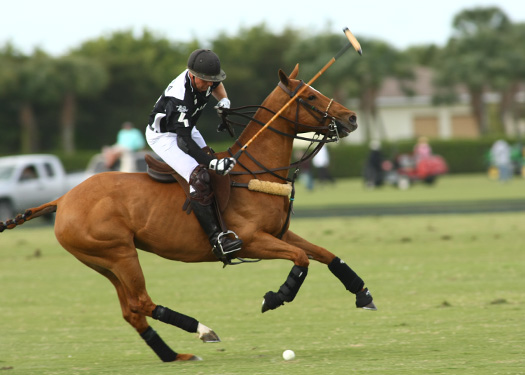 Polo tournament polo usa polo top polo match mt brilliant zacaravs 5