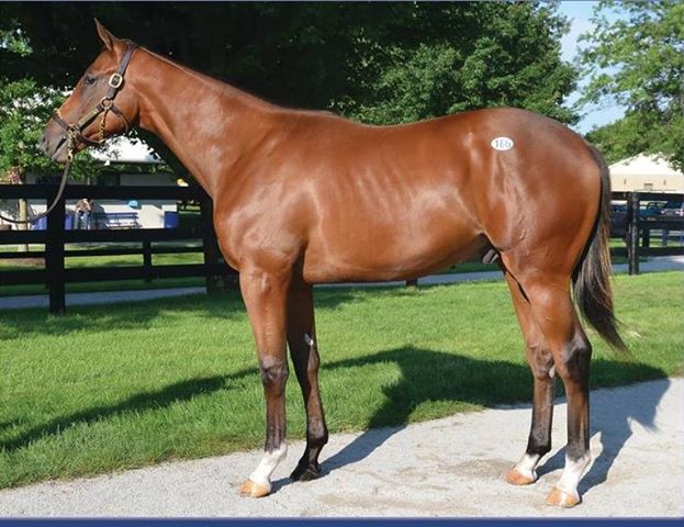 EFECTO ABUELO MATERNO EN CABALLOS