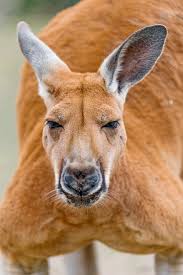 Australian Polo Handicaps