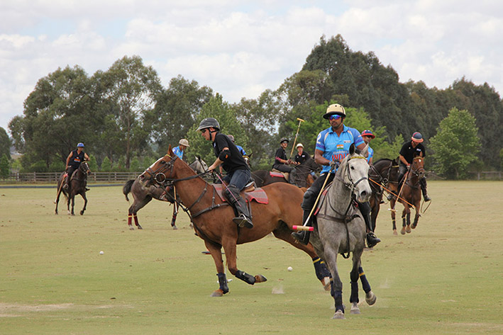 The Wallace Ashton Horse Sale