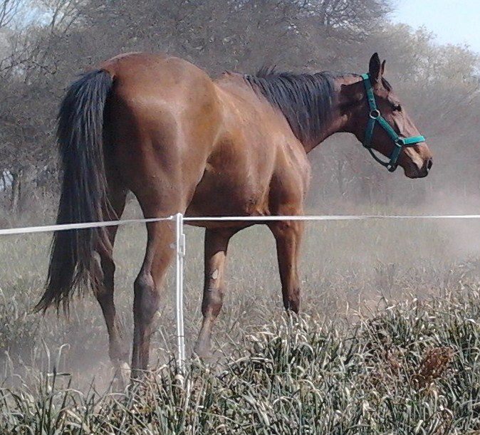 Genetic Heritage of  Breeding Horses